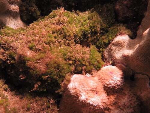 Caulerpa verticillata observed 2026-08-03