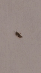 Stenopsocidae