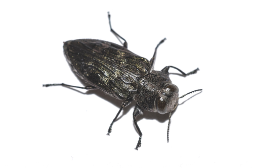 Merkel Buprestid