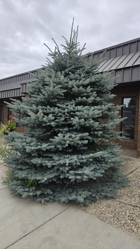 blue spruce