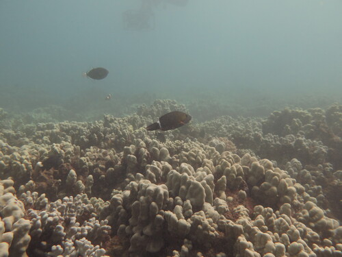Oxycheilinus unifasciatus, 2026-07-26