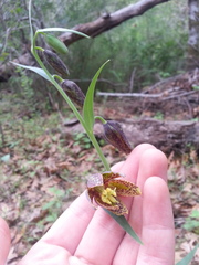 Fritillaria affinis affinis