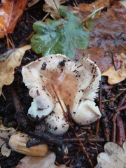 Russula grisea