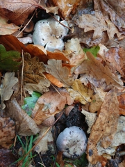 Russula grisea