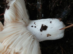 Russula grisea