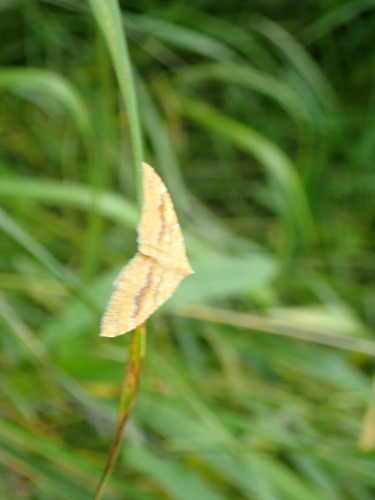 Yellow Shell Moth