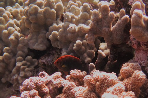 Centropyge potteri observed 2026-07-27