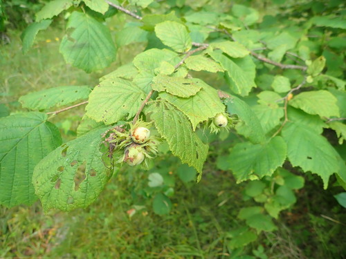 common hazel