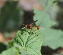 Physocephala burgessi