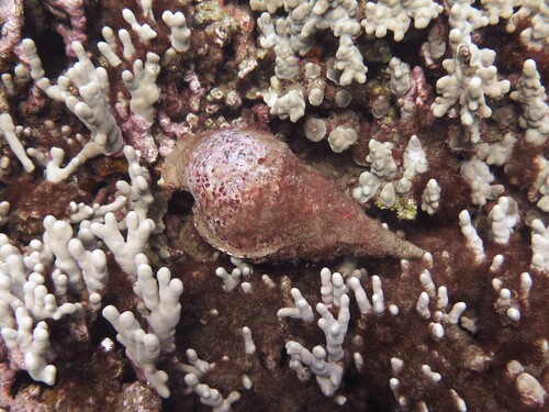 Charonia tritonis observed 2026-07-30