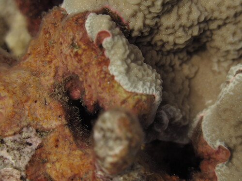 Porites rus, 2026-07-30
