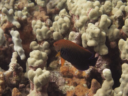 Centropyge potteri observed 2026-07-30