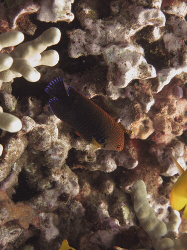 Centropyge potteri observed 2026-07-30