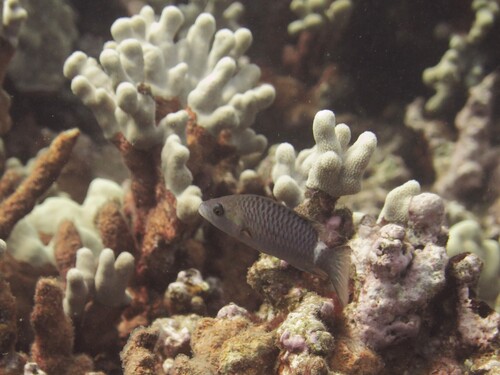 Oxycheilinus unifasciatus, 2026-07-30