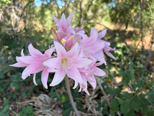 Belladonna Lily seen in Sonoma Valley