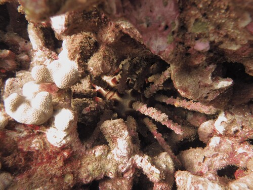 Chondrocidaris gigantea observed 2026-07-30