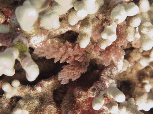 Asparagopsis taxiformis observed 2026-07-30