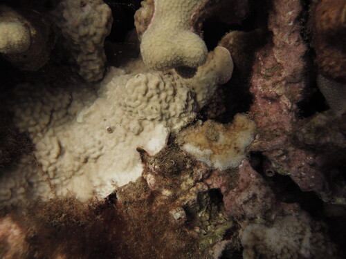 Porites rus, 2026-07-30
