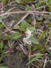 Hyptis atrorubens, photograph (c) Guillaume Delaitre, some rights reserved (CC BY)