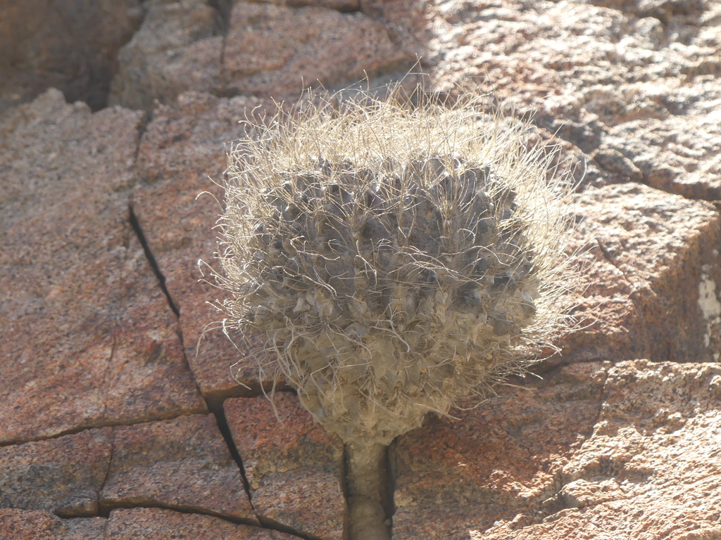 Eriosyce crispa, Atacama, CL