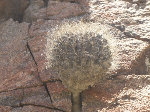 Eriosyce crispa