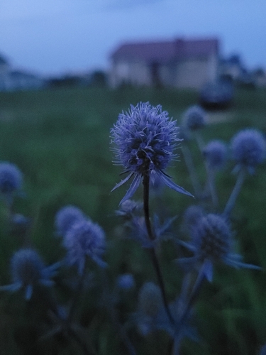Blue Eryngo