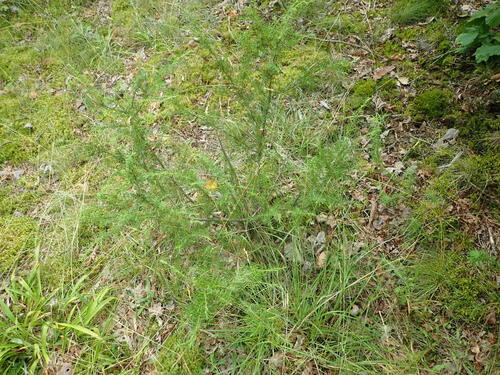 common juniper