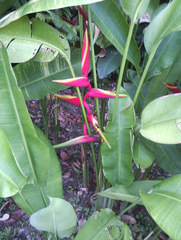 Heliconia × rauliniana