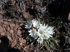 Lewisia brachycalyx