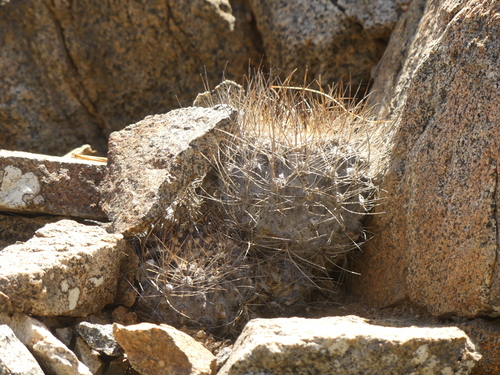 Eriosyce crispa