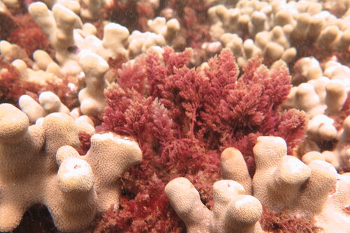 Asparagopsis taxiformis observed 2026-07-30