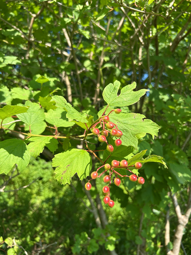 guelder-rose