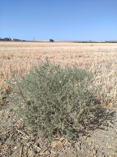 saltwort
