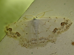 Scopula decorata