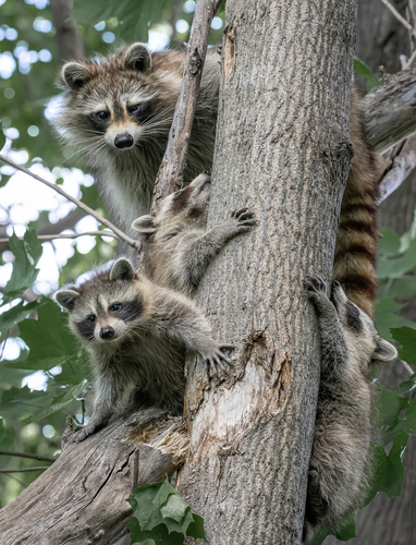 Common Raccoon, photo 2 of 10