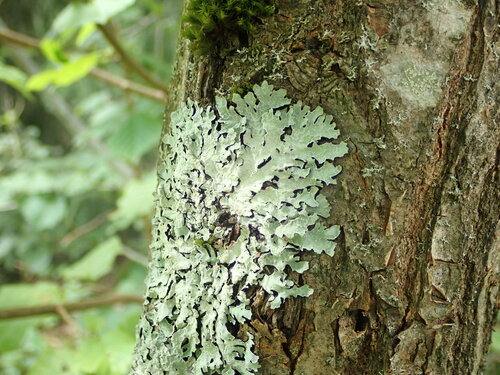 Netted shield lichen