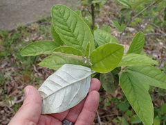 Croton alabamensis