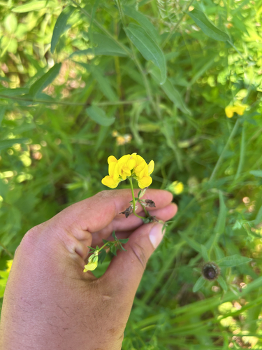 bird's-foot trefoil