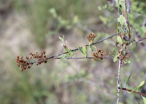 Spiraea hypericifolia