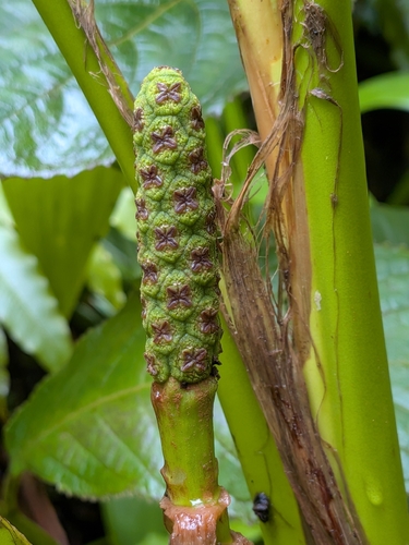 Asplundia rigida, photograph 4