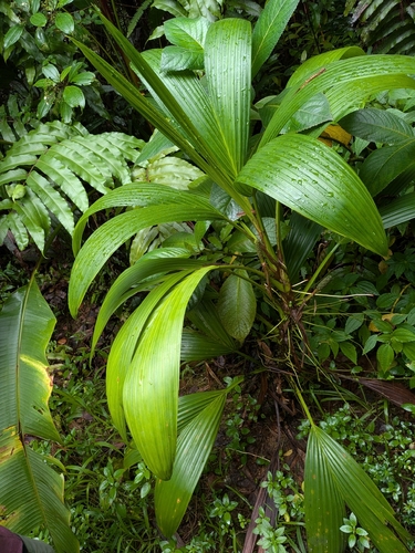 Asplundia rigida, photograph 5