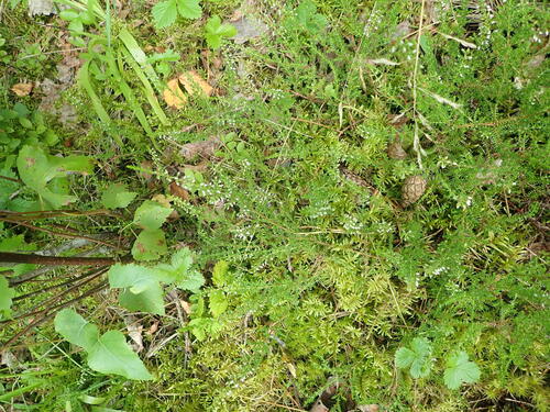 common heather