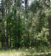 Spizella passerina passerina