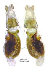 Eupithecia persimulata