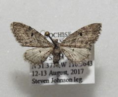 Eupithecia persimulata