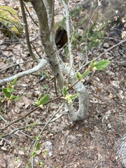 Lonicera involucrata