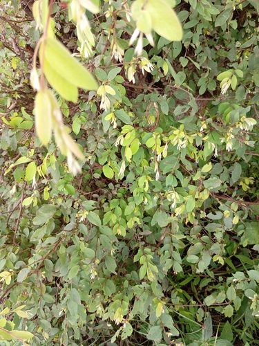 Terminalia leiocarpa