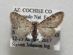 Eupithecia huachuca