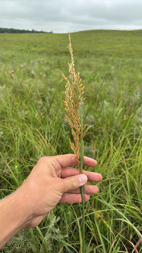 Indiangrass