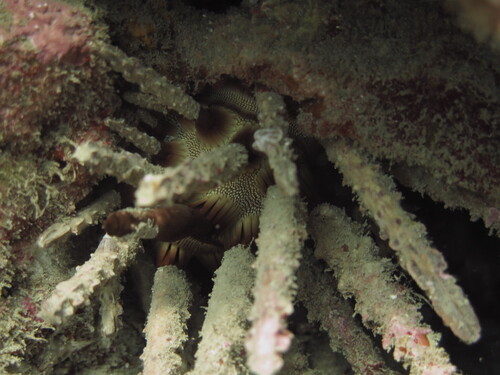 Chondrocidaris gigantea observed 2026-07-31